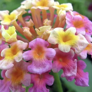 Lantana Confetti Live Starter Plants 4-6 Inches Tall - Attracts Butterflies, Outdoor - Image 5