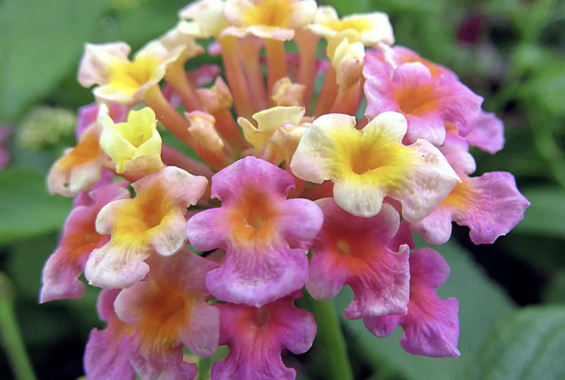 Lantana Confetti Live Starter Plants 4-6 Inches Tall - Attracts Butterflies, Outdoor - Image 5