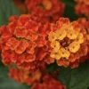 Lantana Dallas Red Live Plant Starter, 4-6 Inches Tall, Attracts Butterflies - Image 1