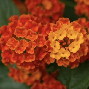 Lantana Dallas Red Live Plant Starter, 4-6 Inches Tall, Attracts Butterflies - Image 1