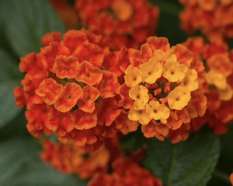 Lantana Dallas Red Live Plant Starter, 4-6 Inches Tall, Attracts Butterflies - Image 1