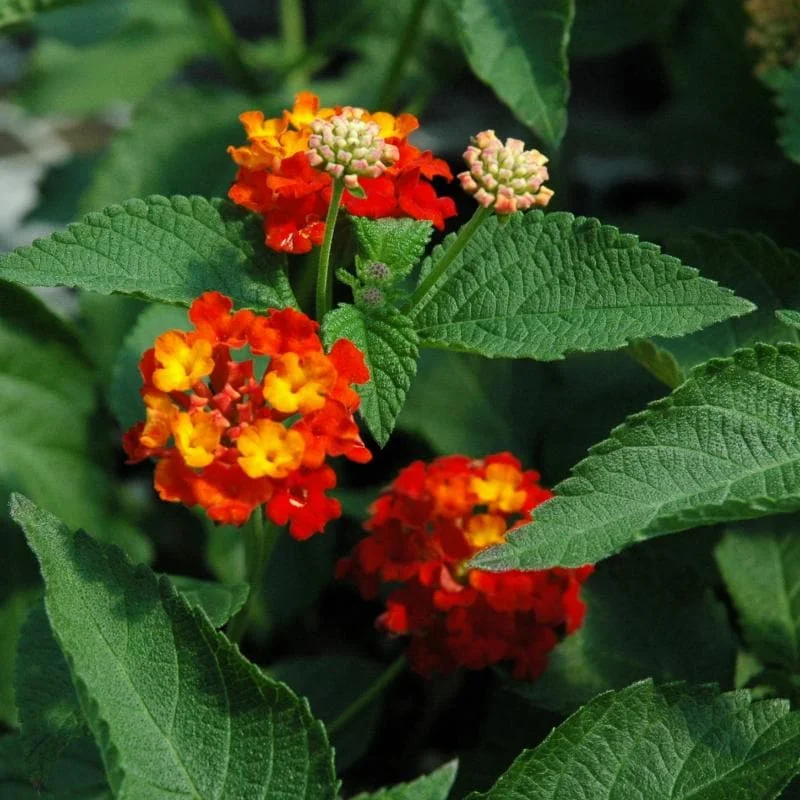 Lantana Dallas Red Live Plant Starter, 4-6 Inches Tall, Attracts Butterflies - Image 3