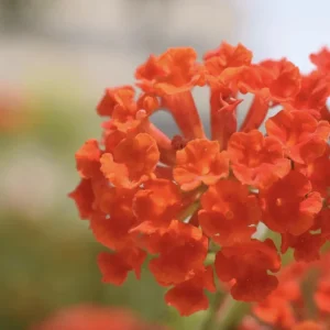 Lantana Dallas Red Live Plant Starter, 4-6 Inches Tall, Attracts Butterflies - Image 4