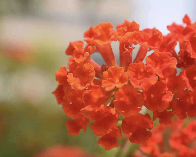 Lantana Dallas Red Live Plant Starter, 4-6 Inches Tall, Attracts Butterflies - Image 4