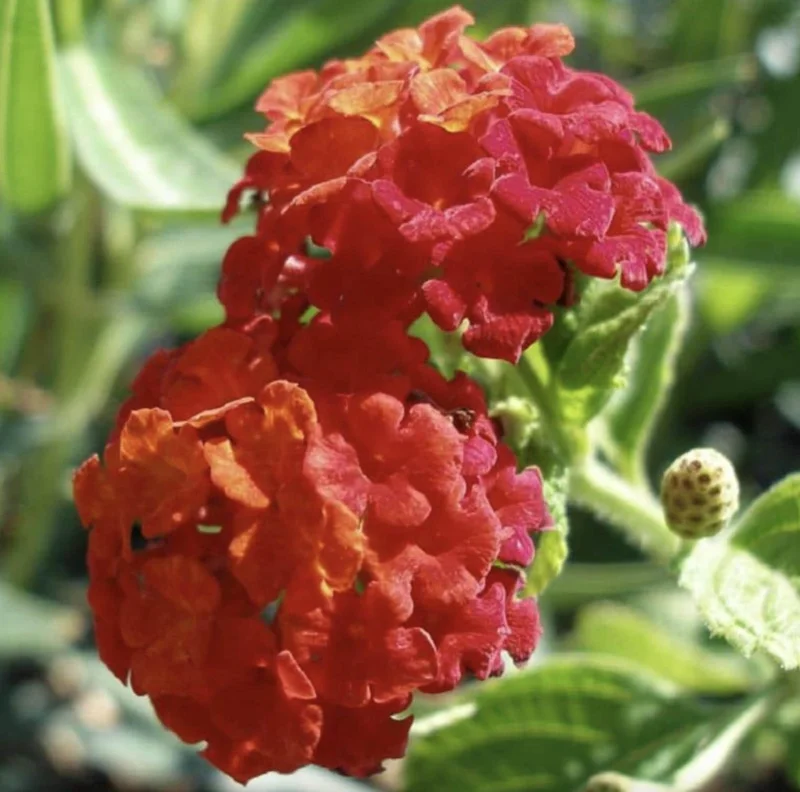 Lantana Dallas Red Live Plant Starter, 4-6 Inches Tall, Attracts Butterflies - Image 5