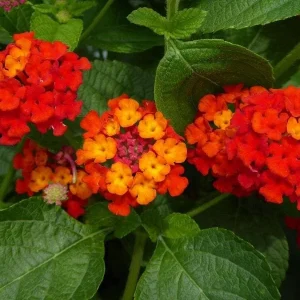 Lantana Dallas Red Live Plant Starter, 4-6 Inches Tall, Attracts Butterflies - Image 6