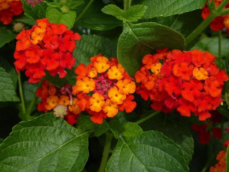 Lantana Dallas Red Live Plant Starter, 4-6 Inches Tall, Attracts Butterflies - Image 6