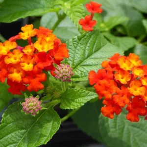 Lantana Dallas Red Live Plant Starter, 4-6 Inches Tall, Attracts Butterflies - Image 7