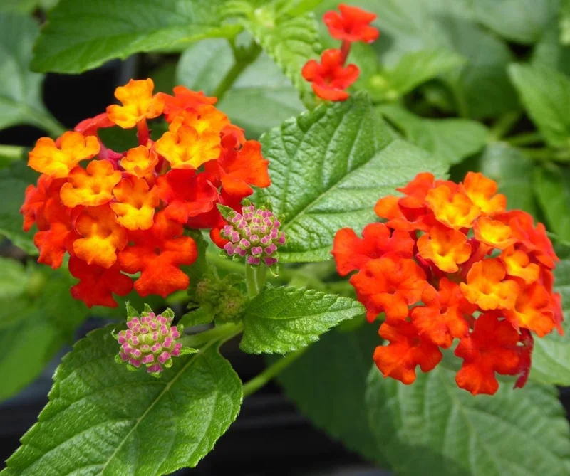 Lantana Dallas Red Live Plant Starter, 4-6 Inches Tall, Attracts Butterflies - Image 7