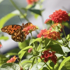 Lantana Dallas Red Live Plant Starter, 4-6 Inches Tall, Attracts Butterflies - Image 8