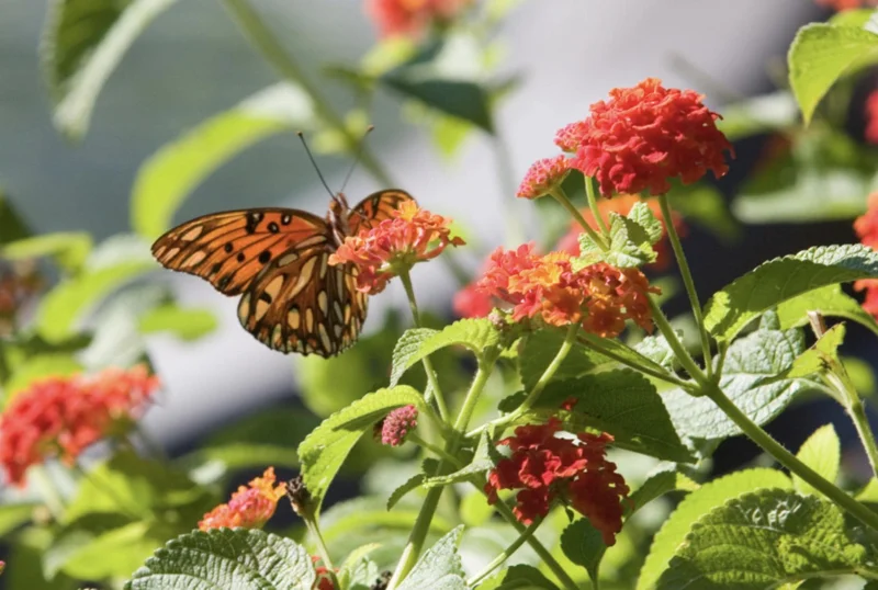 Lantana Dallas Red Live Plant Starter, 4-6 Inches Tall, Attracts Butterflies - Image 8
