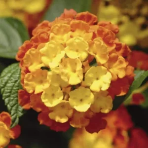 Lantana Fireworks Live Plant 3-Pack - 4-6 Inches Tall - Attracts Butterflies, Outdoor - Image 2