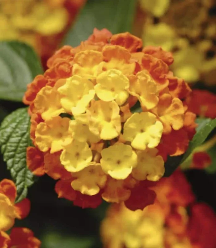 Lantana Fireworks Live Plant 3-Pack - 4-6 Inches Tall - Attracts Butterflies, Outdoor - Image 2
