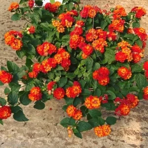Lantana Fireworks Live Plant 3-Pack - 4-6 Inches Tall - Attracts Butterflies, Outdoor - Image 3