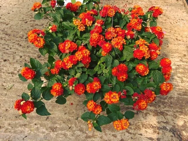 Lantana Fireworks Live Plant 3-Pack - 4-6 Inches Tall - Attracts Butterflies, Outdoor - Image 3
