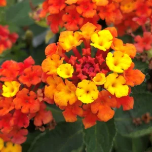 Lantana Fireworks Live Plant 3-Pack - 4-6 Inches Tall - Attracts Butterflies, Outdoor - Image 1