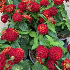 Lantana Frans Red Live Plant 3 Pack - 4-6 Inches Tall - Attracts Butterflies - Image 2