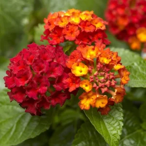 Lantana Frans Red Live Plant 3 Pack - 4-6 Inches Tall - Attracts Butterflies - Image 4