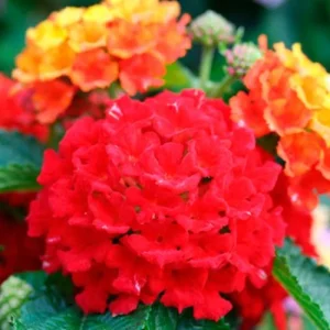 Lantana Frans Red Live Plant 3 Pack - 4-6 Inches Tall - Attracts Butterflies - Image 5