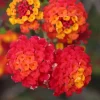 Lantana Frans Red Live Plant 3 Pack - 4-6 Inches Tall - Attracts Butterflies - Image 1