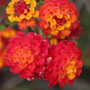 Lantana Frans Red Live Plant 3 Pack - 4-6 Inches Tall - Attracts Butterflies - Image 1