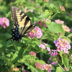 Lantana Ham & Eggs Live Plants - 3 Pack, 4-6 Inches Tall, Attracts Butterflies - Image 2