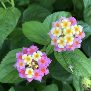 Lantana Ham & Eggs Live Plants - 3 Pack, 4-6 Inches Tall, Attracts Butterflies - Image 3