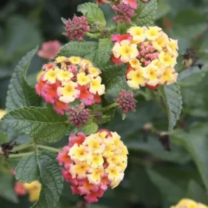 Lantana Ham & Eggs Live Plants - 3 Pack, 4-6 Inches Tall, Attracts Butterflies - Image 4