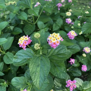 Lantana Ham & Eggs Live Plants - 3 Pack, 4-6 Inches Tall, Attracts Butterflies - Image 5