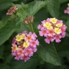Lantana Ham & Eggs Live Plants - 3 Pack, 4-6 Inches Tall, Attracts Butterflies - Image 1