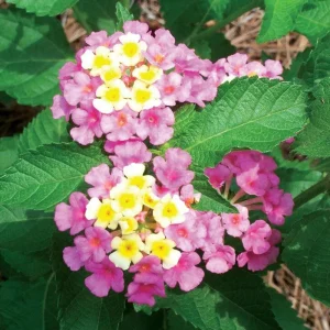 Lantana Ham & Eggs Live Plants - 3 Pack, 4-6 Inches Tall, Attracts Butterflies - Image 6