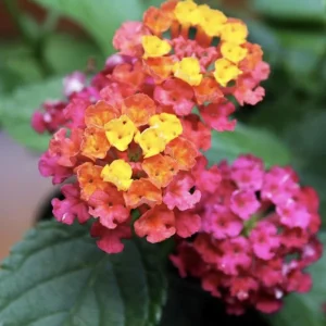 Lantana Irene Live Plants - Purple & Gold Blooms, 4-6 inch Starter Plants, 3 Pack, Outdoor Perennial - Image 2