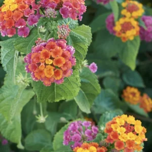 Lantana Irene Live Plants - Purple & Gold Blooms, 4-6 inch Starter Plants, 3 Pack, Outdoor Perennial - Image 3