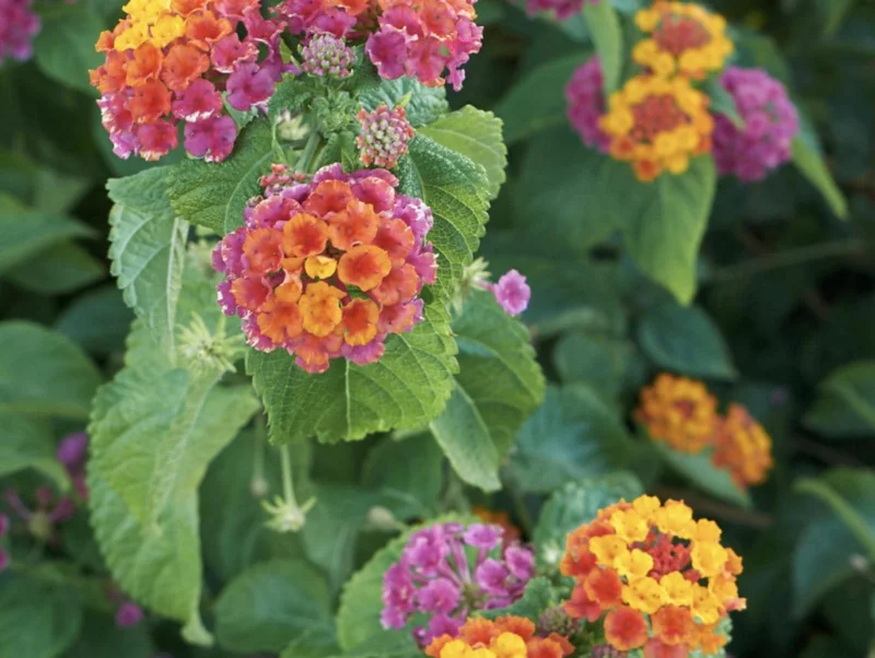 Lantana Irene Live Plants - Purple & Gold Blooms, 4-6 inch Starter Plants, 3 Pack, Outdoor Perennial - Image 3
