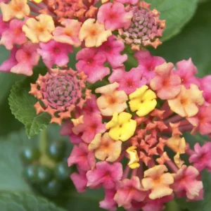 Lantana Irene Live Plants - Purple & Gold Blooms, 4-6 inch Starter Plants, 3 Pack, Outdoor Perennial - Image 4
