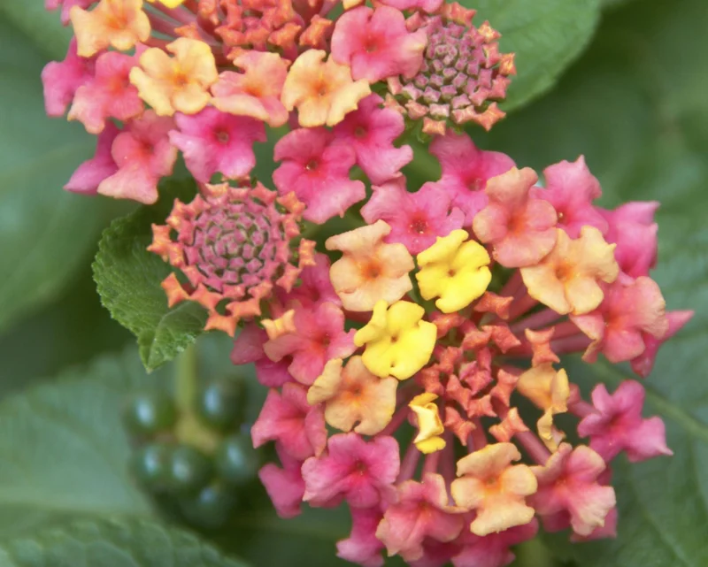 Lantana Irene Live Plants - Purple & Gold Blooms, 4-6 inch Starter Plants, 3 Pack, Outdoor Perennial - Image 4