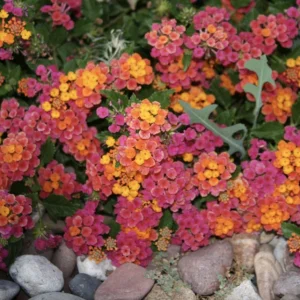 Lantana Irene Live Plants - Purple & Gold Blooms, 4-6 inch Starter Plants, 3 Pack, Outdoor Perennial - Image 5