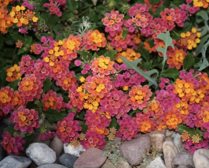 Lantana Irene Live Plants - Purple & Gold Blooms, 4-6 inch Starter Plants, 3 Pack, Outdoor Perennial - Image 5