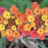 Lantana Irene Live Plants - Purple & Gold Blooms, 4-6 inch Starter Plants, 3 Pack, Outdoor Perennial - Image 1