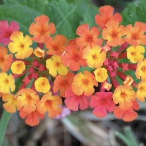 Lantana Irene Live Plants - Purple & Gold Blooms, 4-6 inch Starter Plants, 3 Pack, Outdoor Perennial - Image 1