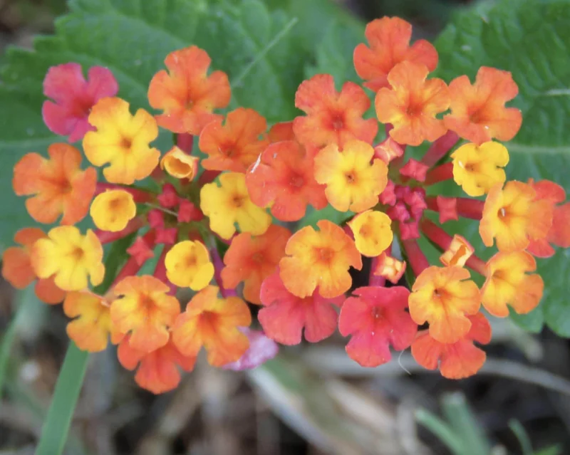 Lantana Irene Live Plants - Purple & Gold Blooms, 4-6 inch Starter Plants, 3 Pack, Outdoor Perennial - Image 1