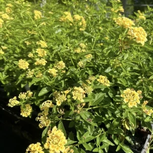 Lantana Lemon Drop Live Plant – 3 Pack, 4-6 Inches Tall, Yellow Flowers, Outdoor - Image 2