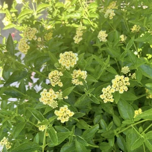 Lantana Lemon Drop Live Plant – 3 Pack, 4-6 Inches Tall, Yellow Flowers, Outdoor - Image 3