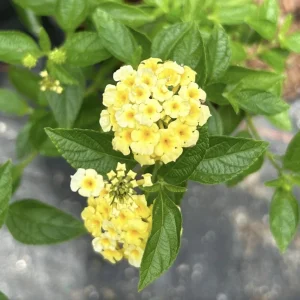 Lantana Lemon Drop Live Plant – 3 Pack, 4-6 Inches Tall, Yellow Flowers, Outdoor - Image 1