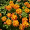 Lantana Miss Huff Live Plant - Cold Hardy Perennial - 5-9 inches tall - Pack of 2 - Image 1