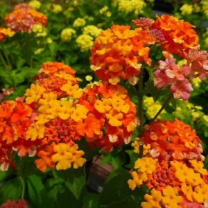 Lantana Miss Huff Live Plant - Cold Hardy Perennial - 5-9 inches tall - Pack of 2 - Image 3
