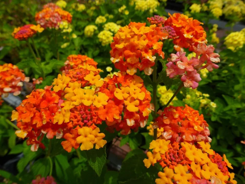 Lantana Miss Huff Live Plant - Cold Hardy Perennial - 5-9 inches tall - Pack of 2 - Image 3