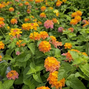 Lantana Miss Huff Live Plant - Cold Hardy Perennial - 5-9 inches tall - Pack of 2 - Image 4