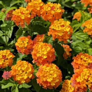 Lantana Miss Huff Live Plant - Cold Hardy Perennial - 5-9 inches tall - Pack of 2 - Image 5