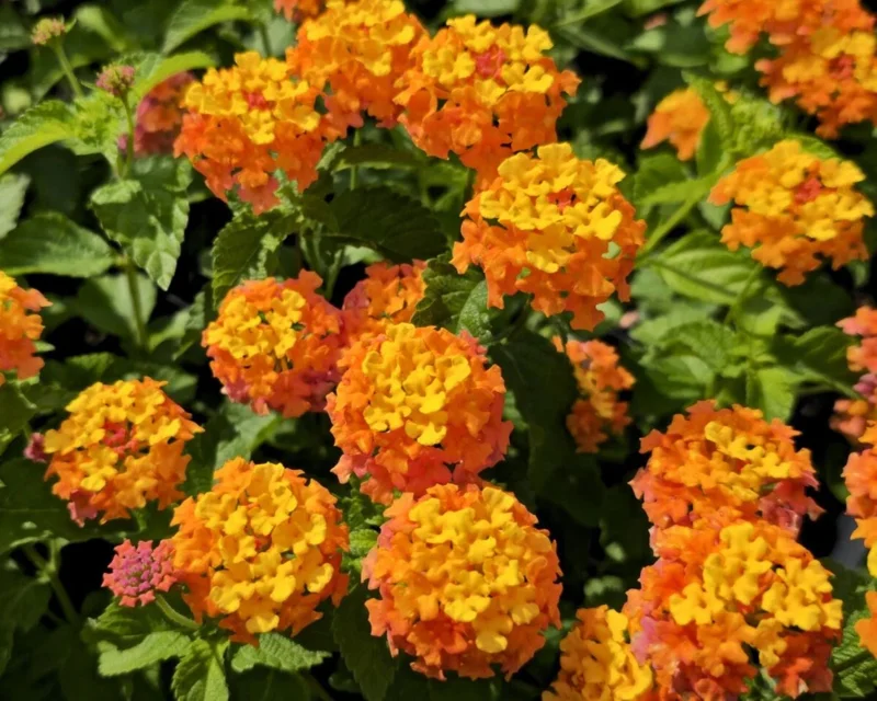 Lantana Miss Huff Live Plant - Cold Hardy Perennial - 5-9 inches tall - Pack of 2 - Image 5